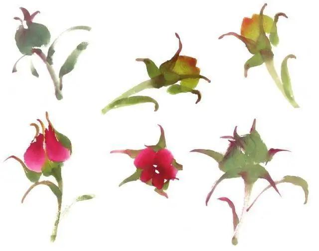 学习写意牡丹画的方法,学习写意牡丹画的步骤