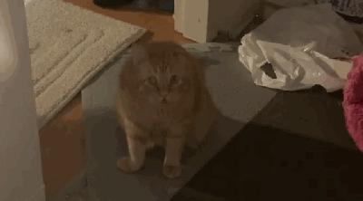 被弃养的猫还要打疫苗吗,弃养了一只猫