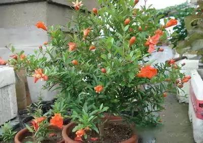 献给那些养花每次都养死的人文案,一直养死花但从未放弃养花