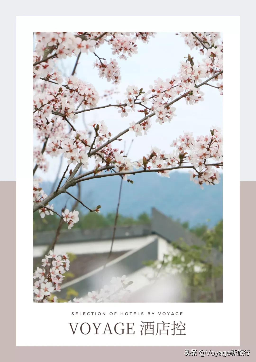 旅行民宿春天赏花,附近哪里有赏花民宿