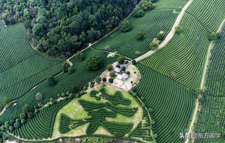 漫漫问茶路，能不忆江南？——久负盛名的“香郁若兰”