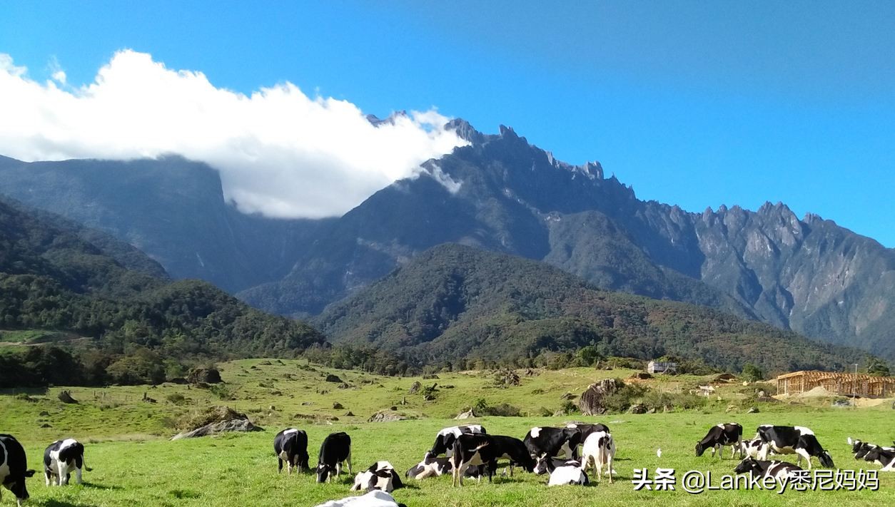 新西兰奶牛养殖户工资,新西兰奶牛能养活多少人