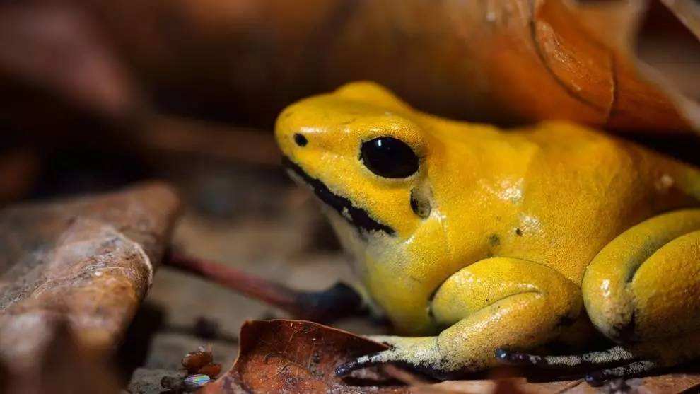 果然迷人的动物最危险,瓶盖儿大小金色蛙却深藏剧毒!