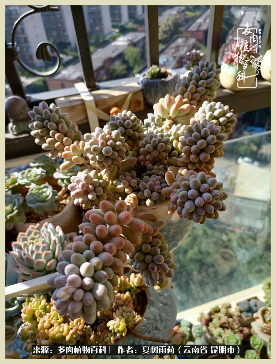 自从养了多肉有了窗台想要个阳台,养多肉10年多