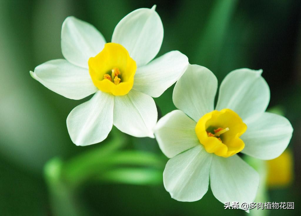 水仙花是我国的十大名花之一,桂花是我国的十大名花之一
