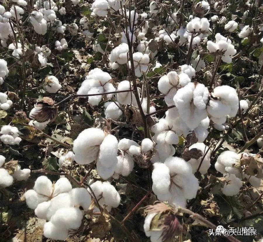 新疆棉花突破性新品种通过国审,新疆棉花产业发展趋势