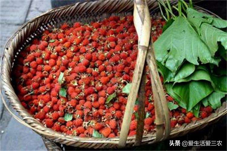 吃过这八种野果说明你真是农村人,农村常见的八种野果你吃过几种