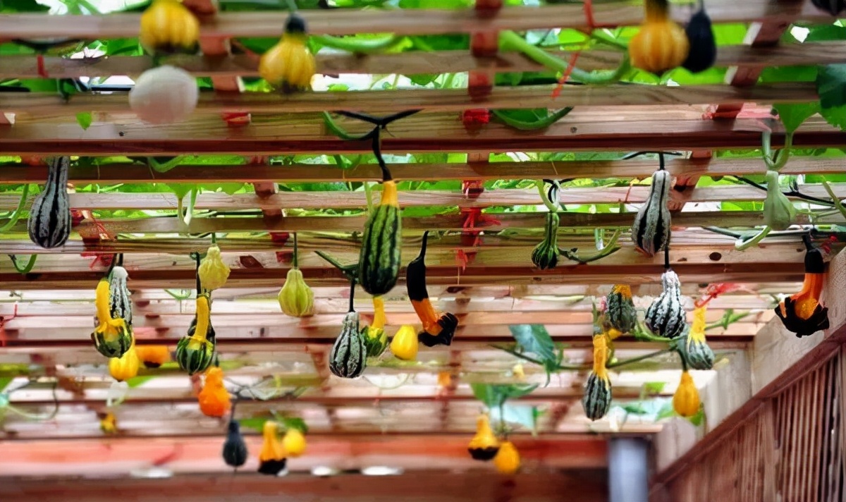 东南花都花博园全新升级鹿岛公园,东南花都花博园导览图