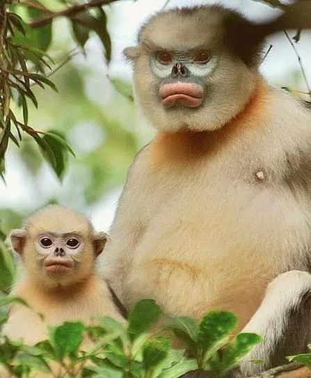 猴子72变图片,看看猴子