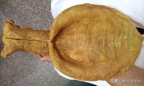 鱼胶知识书籍,鱼胶的知识抖音视频