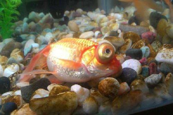 养2条大半年的金鱼死了好吗,草金鱼怎么养久一点就死了呢