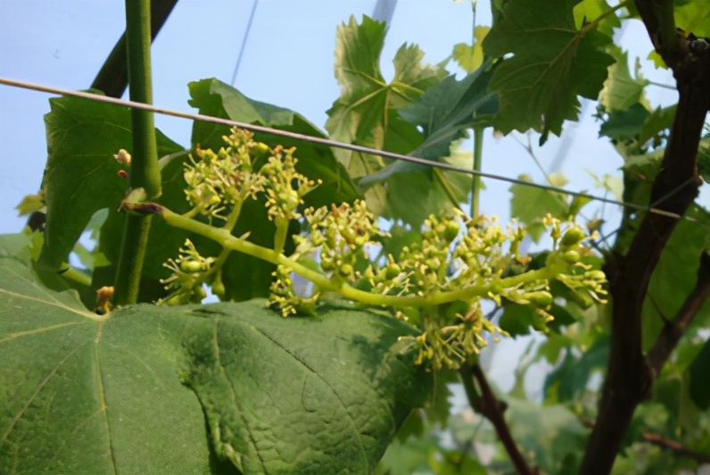 葡萄花期穗尖干枯怎么办,葡萄花穗少怎么解决