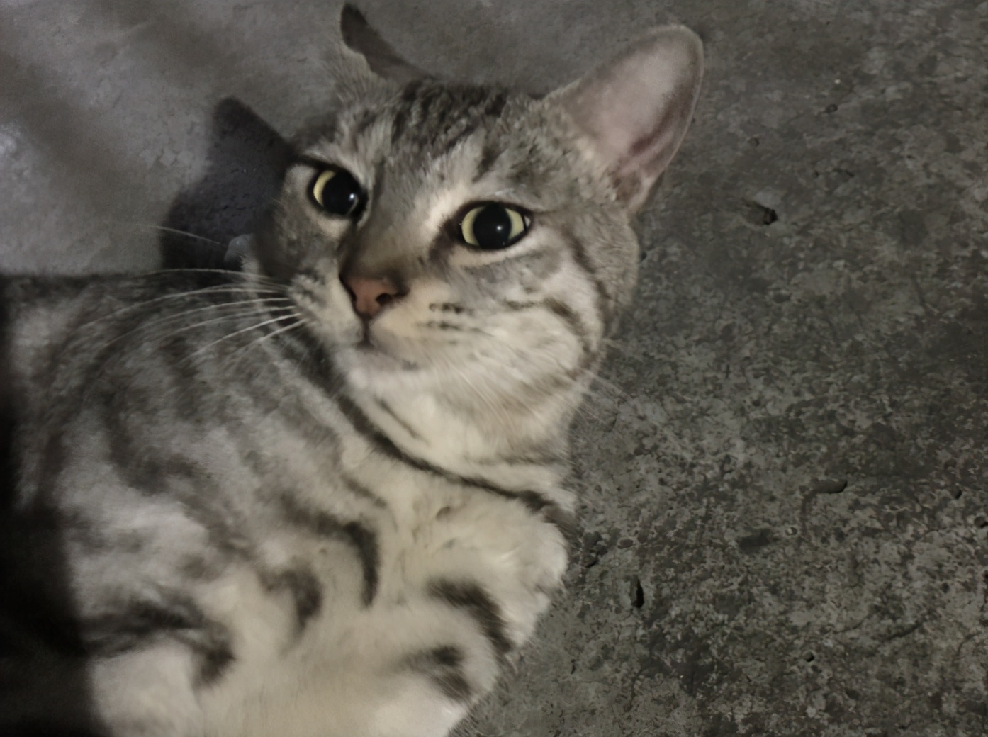 女朋友想养猫该怎么办,女朋友想养猫怎么办