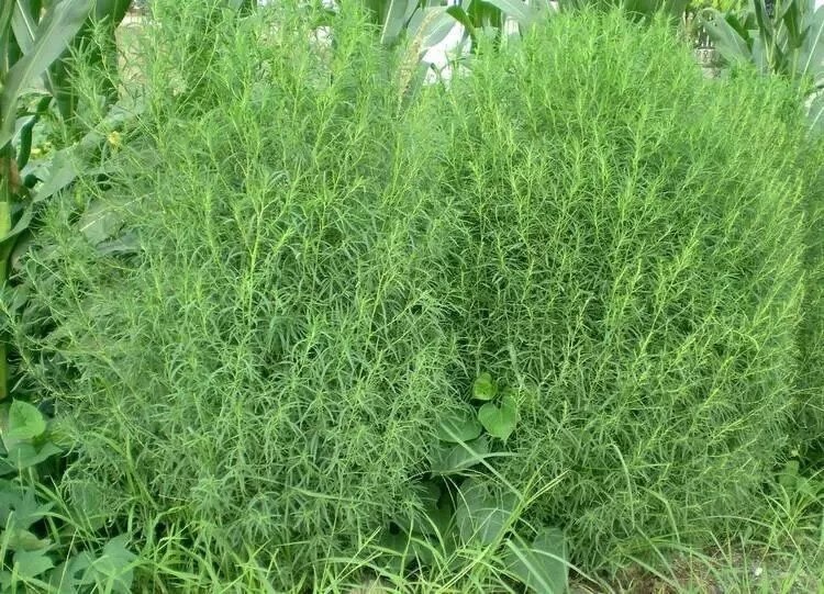 适合山东地区种植的珍稀树种,十种常见观赏草有哪些