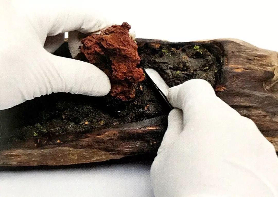 枯木也能逢春，仅需要一点点苔藓，将其制作成为独特的苔藓盆景！