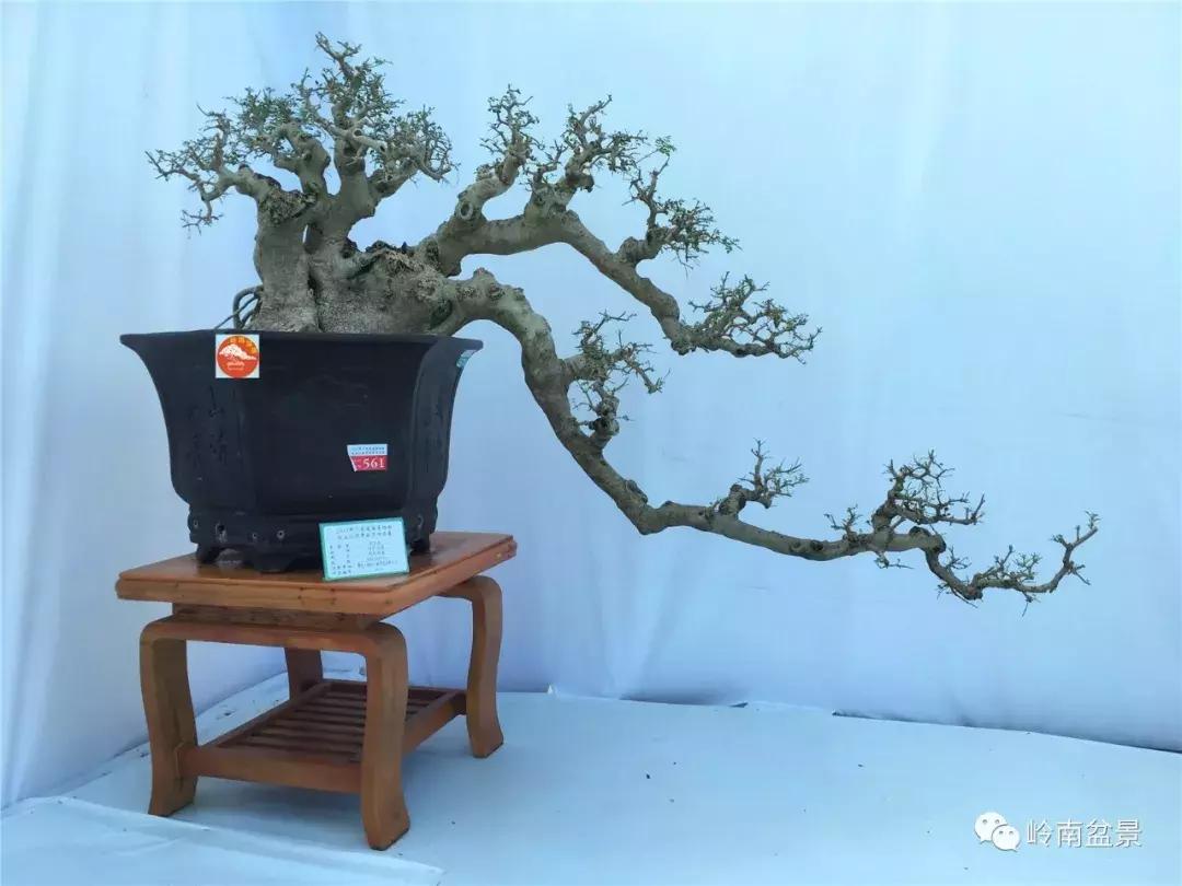 临水式金弹子盆景图片大全欣赏,看盆景展里赏心悦目的盆景