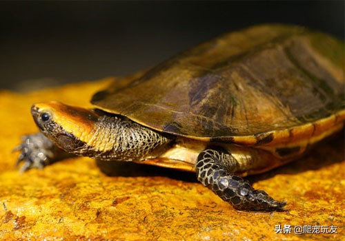 体型小的侧颈龟有哪些,十大外形奇特乌龟