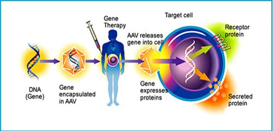 金唯智新型技术测通AAV-ITR区域，解决基因疗法痛点
