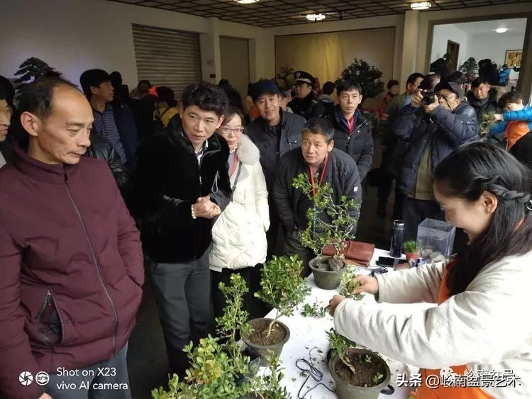 女盆景师丁昕,丁昕盆景