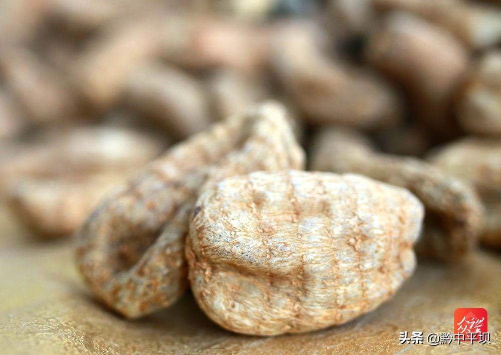 贵州野生天麻怎么做,云南地道药材天麻