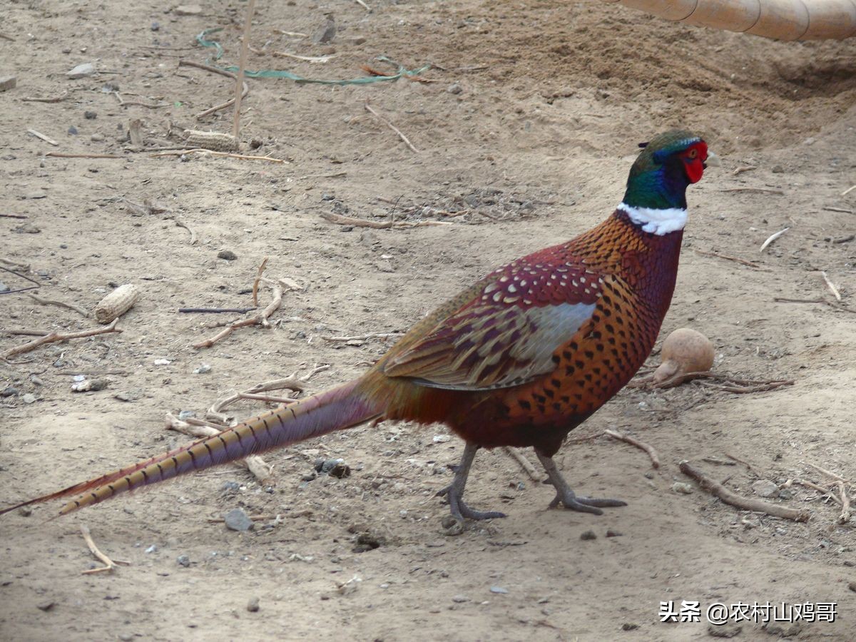 人工饲养山鸡需要什么手续,人工繁育的野鸡需要什么手续