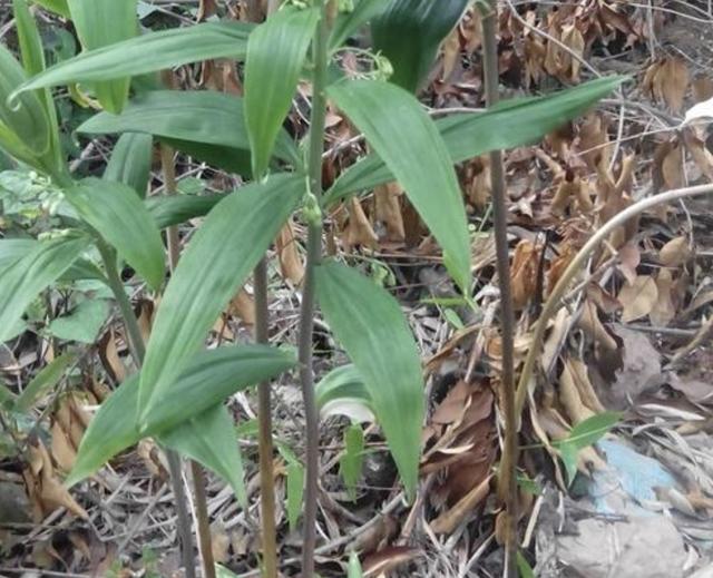 野生大叶老虎姜图片,深山遇见名贵野生老虎姜
