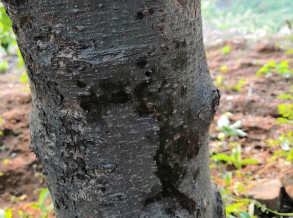 苹果树心出油,苹果树底下冒芽的原因