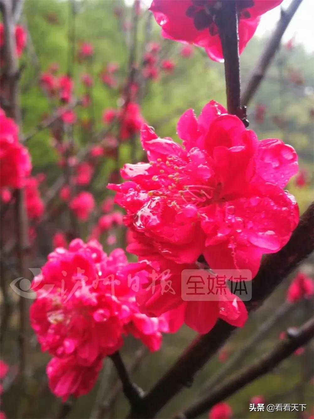 泸州四季花海开放了吗现在,泸州3月赏花胜地心花怒放在哪