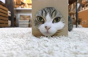 你知道猫咪胡须的秘密么,捡到猫咪的胡子有什么寓意