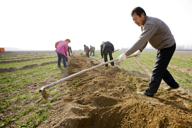 土地流转种植致富项目,农民拿土地入股怎么运作