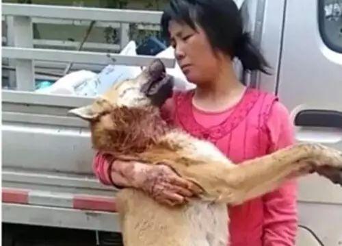 狗狗交配时强行将它们分开？脑子是个好东西，希望你能有！