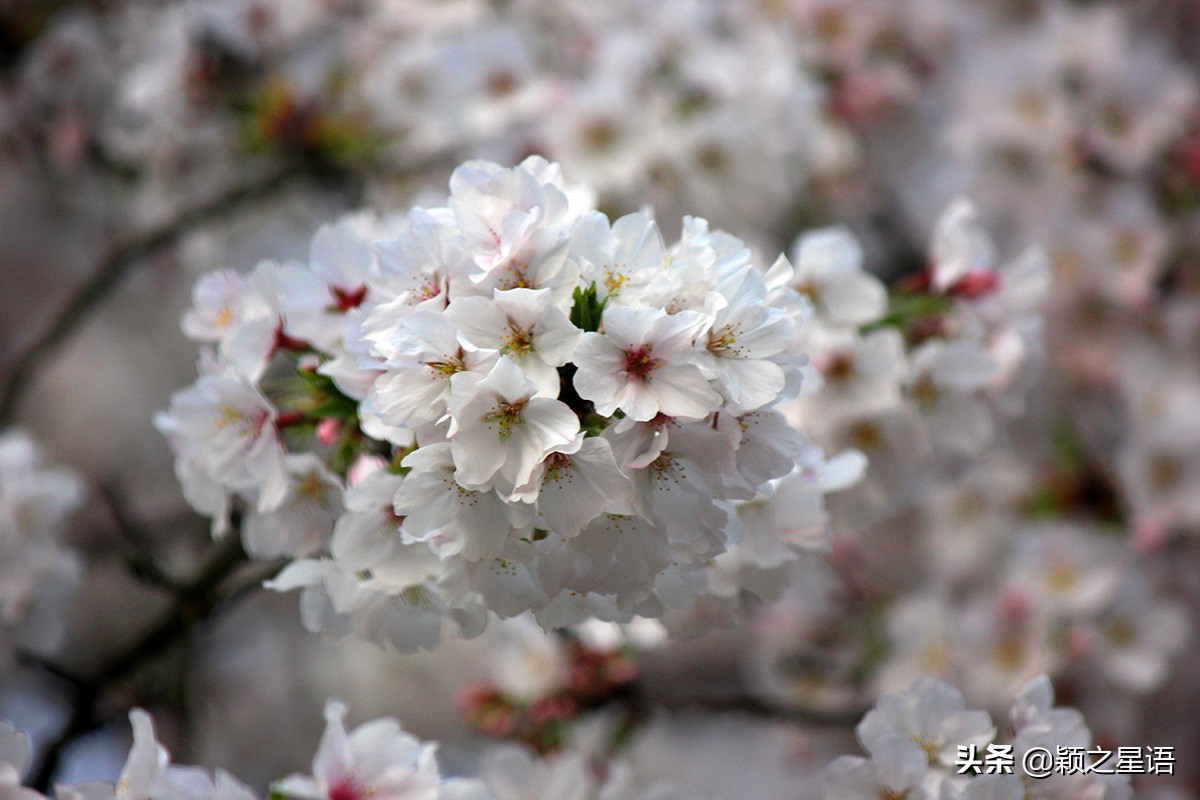 早樱烂漫,看樱花的地方樱花谷