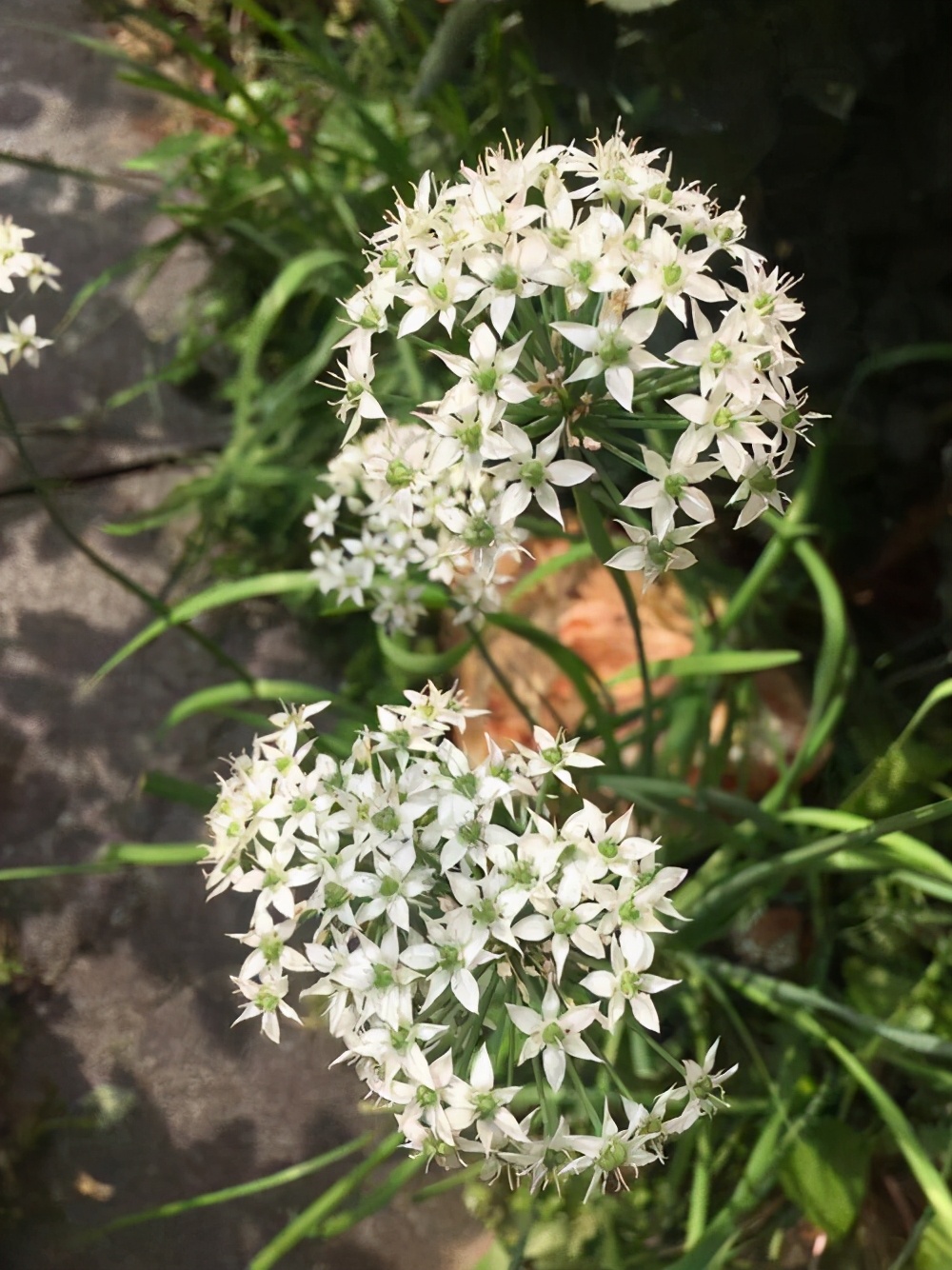 韭菜有补肾壮阳的药效吗,韭菜根有补肾壮阳的药效吗
