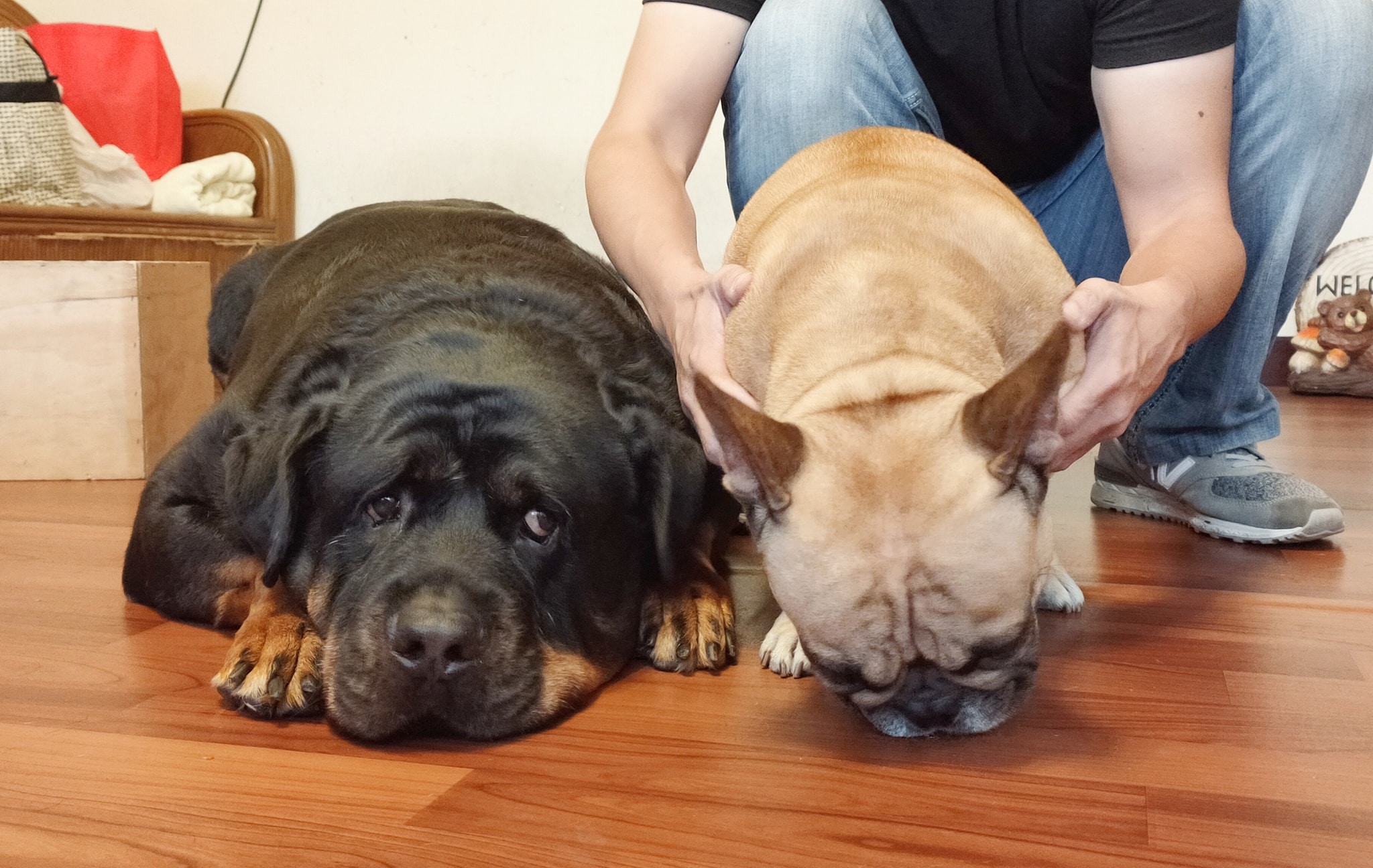 罗威纳犬被打,罗威纳挑衅斗犬