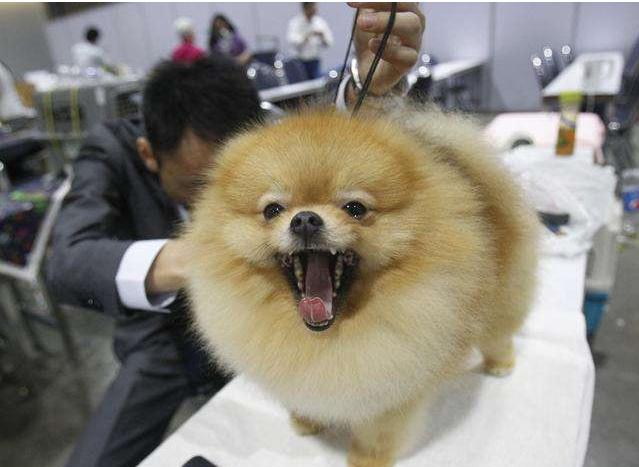 怎么挑选精品博美,怎么挑博美纯不纯