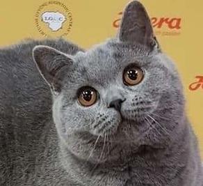 英短猫长大后是什么样的,英短猫的成长大小跟什么有关