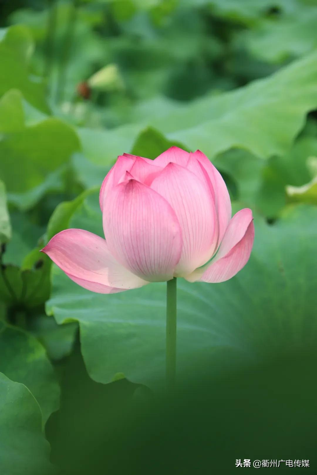 赏荷地图最新版,衢州赏荷