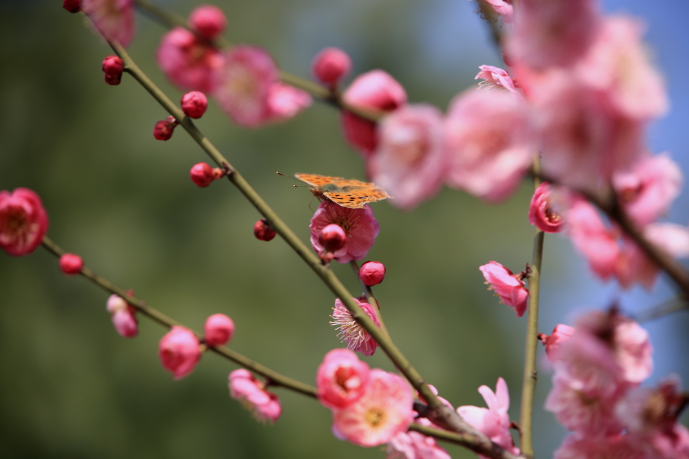 早春二月竖笛曲谱,早春二月笛子演奏