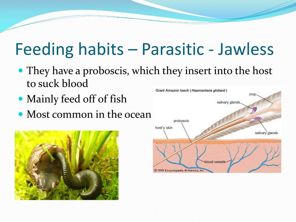 水蛭吃进肚子里还能活吗,水蛭在牛肚子里能不能存活