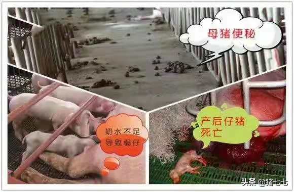 如何解决母猪产后不吃食,母猪产后不吃料怎么处理