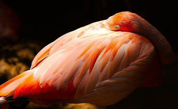 拍鸟类的拍摄方法,拍摄鸟类的入门技巧