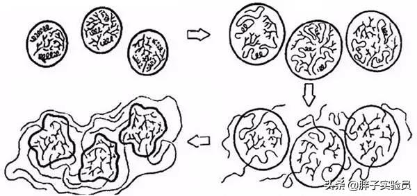 糯米面怎么变黏,糯米粘不上肉圆