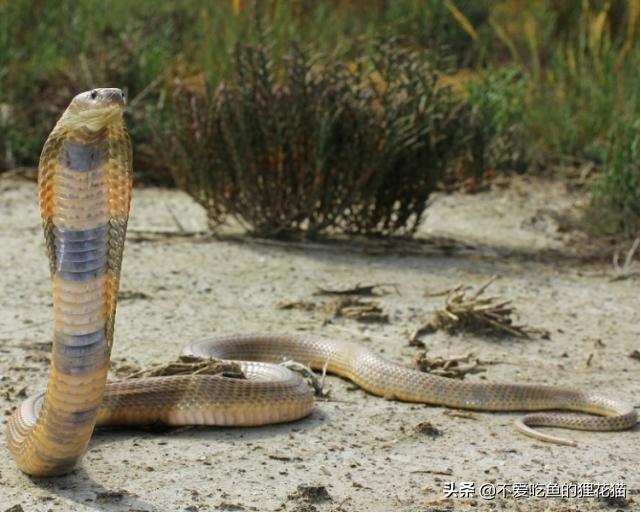 亚洲眼镜蛇的九个亚种,亚洲眼镜蛇分布区域