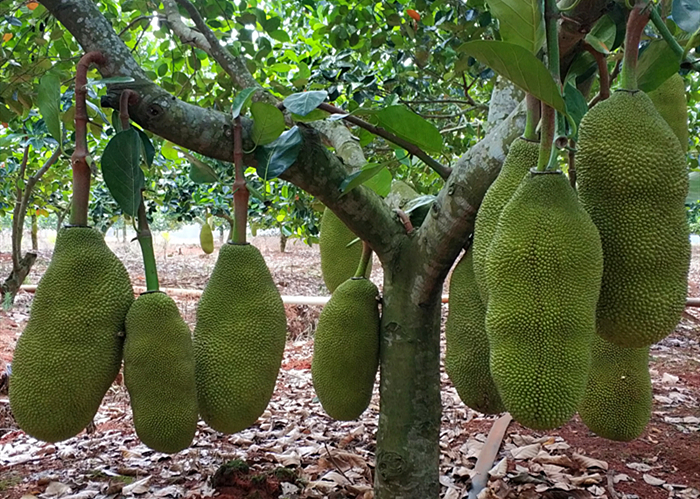 “菠萝蜜”和“榴莲”，哪一个更臭？真的有人都喜欢吃吗