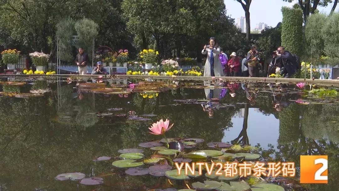 精品菊展、古风集市、植物科普…国庆七天假期，玩转昆明各大公园景区