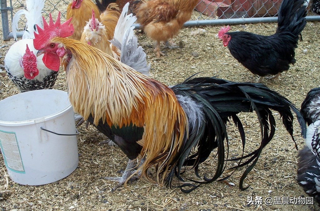 大部分人都喜欢吃鸡，但是鸡被人类驯化后还选育出了这些观赏品种