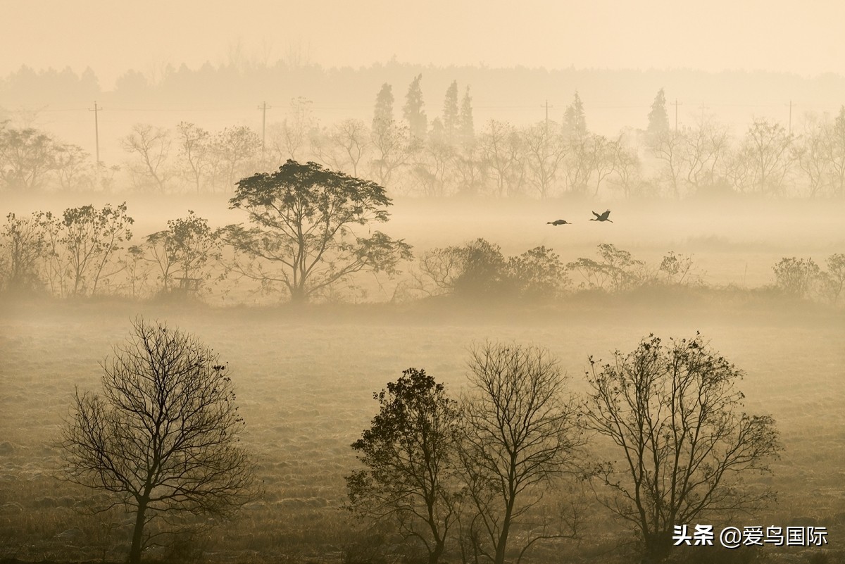 观鸟大年作品集,观鸟大年完整版