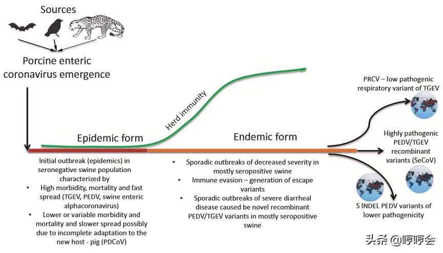 猪德尔塔冠状病毒怎么治疗,猪肠道冠状病毒