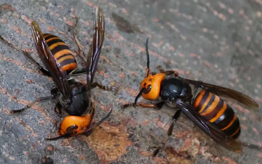 被马蜂蛰伤就医,被马蜂蛰伤休克