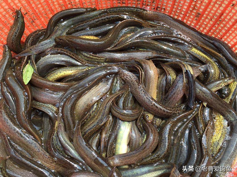 为什么泥鳅党不受欢迎,为什么泥鳅党屡禁不止